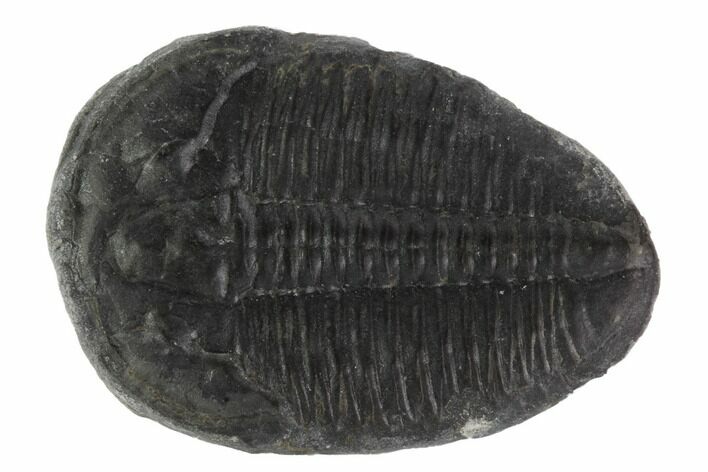 Elrathia Trilobite Fossil - Utah #96036